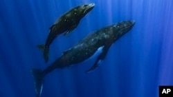 (FILE) Humpback whale and her calf in Papeete, French Polynesia. 