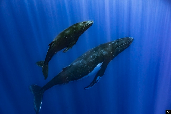 FILE - This photo provided by Samuel Lam shows a humpback whale and her calf in Papeete, French Polynesia in September 2022. Humpbacks are known to compose elaborate songs that travel across oceans and whale pods. (Samuel Lam via AP)