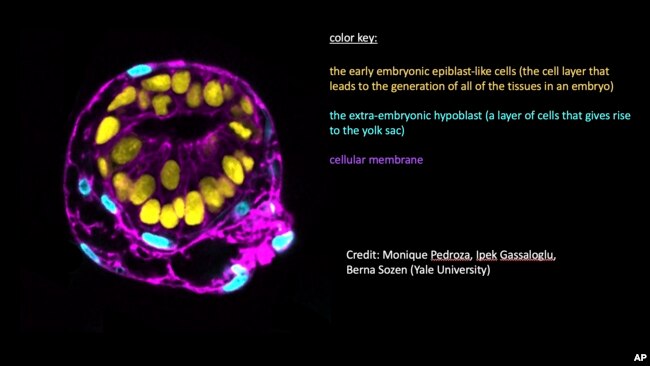 This graphic provided by Yale University shows an image of a human embryo model. (Monique Pedroza, Ipek Gassaloglu, Berna Sozen/Yale University via AP)