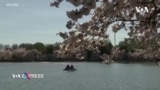 Thủ đô Mỹ chìm ngập trong sắc hoa anh đào