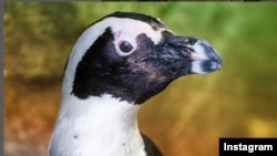 Anggota AZA berkolaborasi untuk menyelamatkan penguin Afrika dari kepunahan dalam program AZA SAFE African Penguin . (IG/zoos_aquariums)