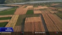 Drithërat shqiptare mbeten në depo për shkak të mungesës së tregut