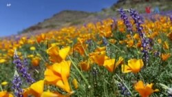 Цут на диви цвеќиња во Аризона