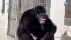 28 yıldır kafeste tutulan şempanzenin gökyüzünü ilk kez gördüğü anlar 