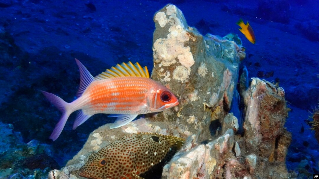 Climate change hurting coral, but these reefs off Texas thrive - Los  Angeles Times