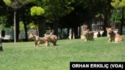 Gaziantep Hayvanat Bahçesi'ndeki yavru aslanlar iki aylık