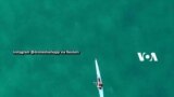 Pilot Drone Tangkap Momen Paus Bungkuk Renang di Samping Kayak