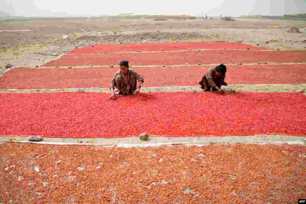 Children lay pomegranate seeds to be sundried at a field in Arghandab district of Kandahar province, Afghanistan.