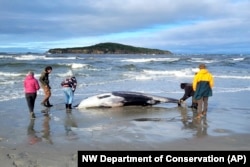 Rangers inspect what is believed to be a rare spade-toothed whale on July 5, 2024. (Department of Conservation via AP)