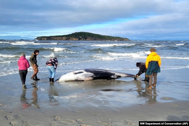 Rangers inspect what is believed to be a rare spade-toothed whale on July 5, 2024. (Department of Conservation via AP)