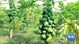 ድርቅ በተጎዱ የደቡብ ኢትዮጵያ አካባቢዎች የፍራፍሬ ልማት ፕሮጀክት ጠቃሚ አማራጭ እንደኾነላቸው አምራቾች ተናገሩ