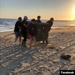 Para sukarelawan PMMC sedang menyelamatkan singa laut dari tepi pantai California. (Facebook/pacificmmc)