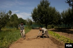Farooq Ahmad Gannie softening soil inside the net-house he owns along with one of his employees. (Wasim Nabi/VOA)