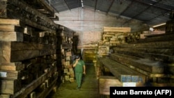 Seorang pria tampak berada di gudang yang menyimpan kayu-kayu hasil penebangan ilegal di Socorro, Kolombia, pada 3 Desember 2023. (Foto: AFP/Juan Barreto)