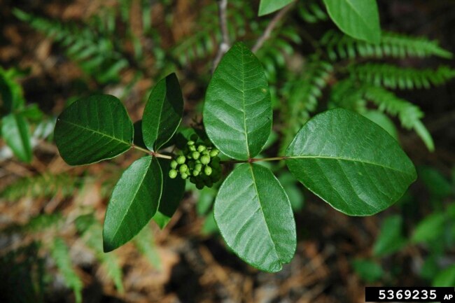 This undated image provided by Bugwood.org shows poison ivy growing in Bulloch County, Ga. (David J. Moorhead/University of Georgia/Bugwood.org via AP)