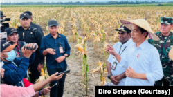 Jokowi mengatakan hasil panen food estate dengan varietas jagung di kabupaten keerom, Papua berkembang dengan baik melebihi panen jagung nasional. (Foto: Courtesy/Biro Setpres)