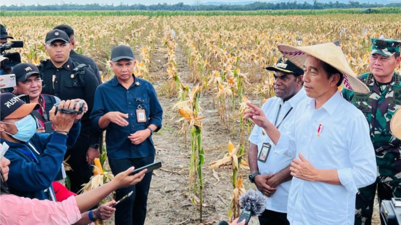 Pakar: Keberhasilan Proyek Lumbung Pangan Tidak Bisa Instan