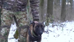 Украина користи кучиња за специјални борбени мисии