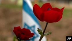 Anemone wildflowers bloom in Reim, southern Israel, Feb. 12, 2024.