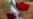 Brilliant Red Wildflowers Bloom Among Ashes of Southern Israel