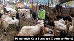 Petugas dari Pemerintah Kota Surabaya memeriksa hewan kurban menjelang Idul Adha di Surabaya, Jawa Timur, 28 Juni 2023. (Foto: Pemerintah Kota Surabaya)