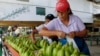 Pekerja memberi label pada pisang di perkebunan pisang di luar Guayaquil, Ekuador, pada 23 Februari 2012. (Foto: REUTERS/Guillermo Granja)