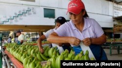 Pekerja memberi label pada pisang di perkebunan pisang di luar Guayaquil, Ekuador, pada 23 Februari 2012. (Foto: REUTERS/Guillermo Granja)