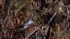 Seekor burung pekakak (kingfisher) hinggap di atas pohon yang hangus akibat kebakaran hutan di lahan basah Pantanal di Porto Jofre, Negara Bagian Mato Grosso, Brazil, 11 November 2023. (Rogerio FLORENTINO/AFP)