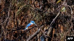 Seekor burung pekakak (kingfisher) hinggap di atas pohon yang hangus akibat kebakaran hutan di lahan basah Pantanal di Porto Jofre, Negara Bagian Mato Grosso, Brazil, 11 November 2023. (Rogerio FLORENTINO/AFP)