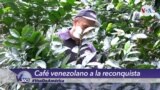 Venezuela intenta recuperar su industria cafetera 