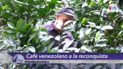 Venezuela intenta recuperar su industria cafetera 