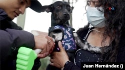 Noa, un perrito que sufrió la pérdida de una pata y que fue adoptado a pesar de su discapacidad, ha recibido una prótesis con la que podrá volver a caminar sin dificultades. [Foto: Juan Hernández, VOA]. 