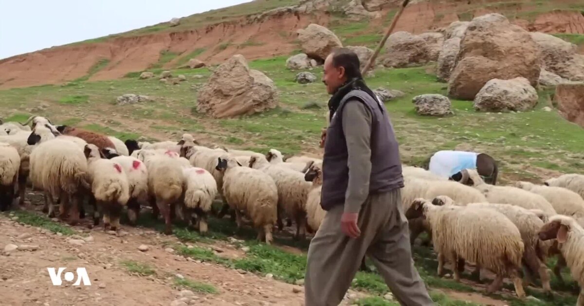 ڕۆژێک لە گوند، چۆنیەتی بەخێوکردنی مەڕوماڵات