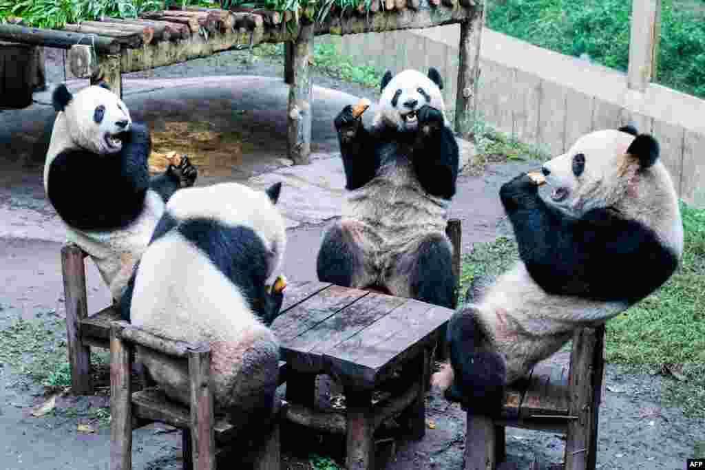 Pandas eat inside their enclosure at a zoo in China's southwestern Chongqing municipality, Dec. 2, 2023.