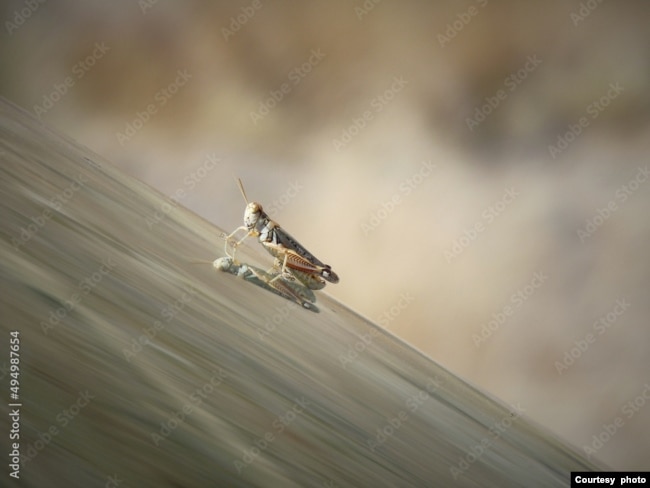 A grasshopper sits on a car's windshield.
(Photo by Kim via Adobe Stock)