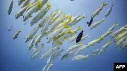 FILE: Fish are seen underwater in Matemwe, Zanzibar, on January 10, 2022. On June 19, 2023, the UN enacted the "high seas" treaty.