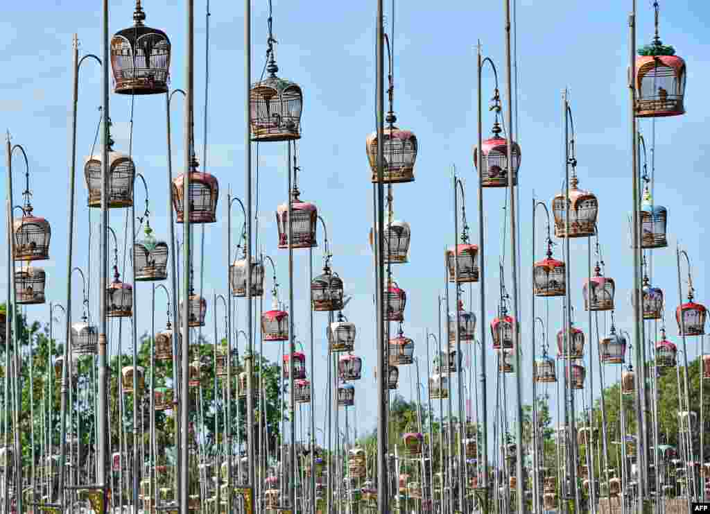 Birds sit in cages during a bird singing competition in Thailand&#39;s southern province of Narathiwat.&nbsp;Some 2,000 birds from Thailand, Malaysia and Singapore entered in the annual contest. (Photo by Madaree TOHLALA / AFP)