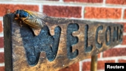 FILE - A cicada is seen on a wooden sign on the porch of a house in Arlington, Virginia, May 20, 2021. (REUTERS/Will Dunham)