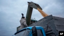 Un agricultor carga grano en un camión cerca de la línea del frente en la región de Sumy, Ucrania, el viernes 24 de noviembre de 2023.