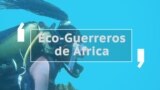 Thumbnail documental Eco-guerreros de Africa
