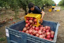 Voluntarios israelíes salvan cosecha de granadas en el kibutz de Tzora.