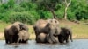 FILE - Elephants drink in the Chobe National Park in Botswana on March 3, 2013. About 130,000 elephants live in the country as of 2023.