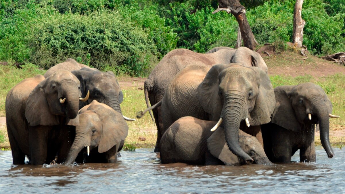 Botswana Blasts Hunting Critic, Says Elephant Killings Are Negligible - Vimarsana News