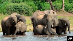 FILE - Elephants drink in the Chobe National Park in Botswana on March 3, 2013. About 130,000 elephants live in the country as of 2023.