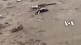 Penguin, Ikan, dan Kura-kura Mati Terdampar di Uruguay