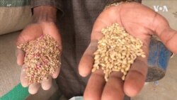 Climate Crisis Challenges Nigeria's Wheat Self-Sufficiency