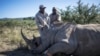 Petugas cagar alam tampak berada di samping badak yang tengah dibius di Gqeberha, Afrika Selatan, pada 5 April 2023. (Foto: AFP/Michele Spatari)