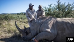 Petugas cagar alam tampak berada di samping badak yang tengah dibius di Gqeberha, Afrika Selatan, pada 5 April 2023. (Foto: AFP/Michele Spatari)