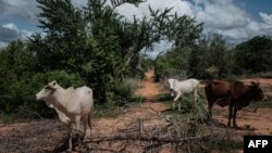 FILE: Cattle walk in the forest where the mass-grave was found in Shakahola, outside the coastal town of Malindi, on April 24, 2023