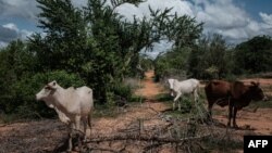 Une forêt du Kenya.